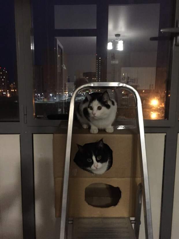 женщина приютила котят коты в коробке