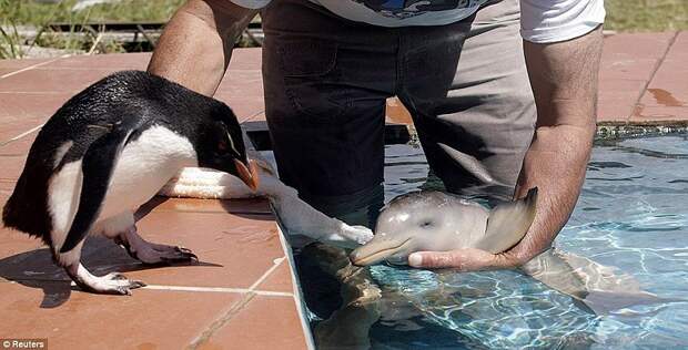 dolphins14 dolphins14 Самые удивительные факты о дельфинах