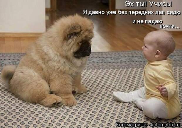 Котоматрица: Я давно уже без передних лап сидю Эх ты! Учись! и не падаю почти...