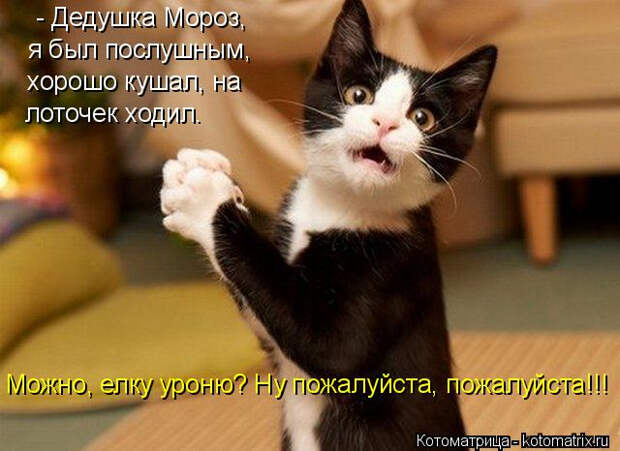 kotomatritsa_XG (640x466, 231Kb)