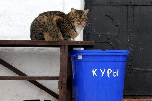 Очень колоритные уличные коты бездомные, город, кот, кошка, улица, уличные кошки, эстетика