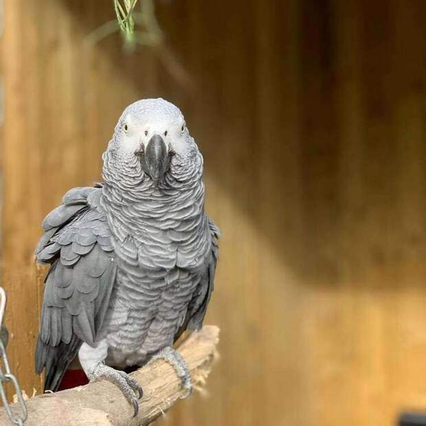 Попугаи-жако устроили переполох в зоопарке, научившись материться, а потом смеяться над собой