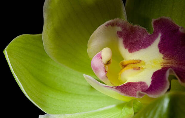3. Орхидея Shenzhen Nongke (1.68 миллионов юаней или 16.5 миллионов рублей) рейтинги, факты, цветы
