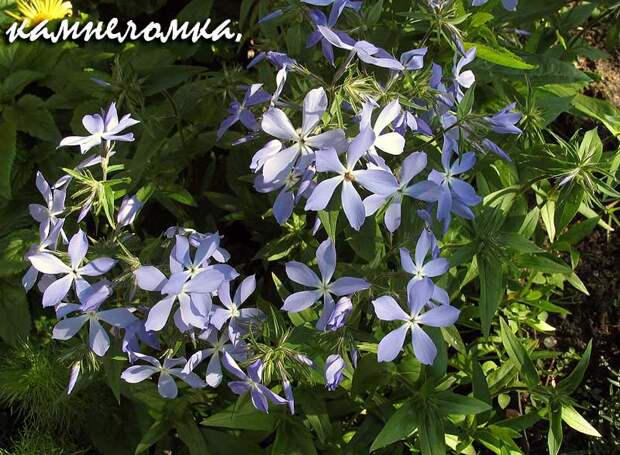 Камнеломка тенистая