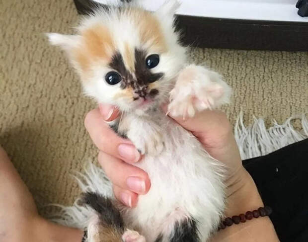 Без кота и жизнь не та