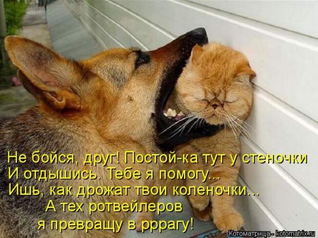 Лучшие котоматрицы недели (50 фото)