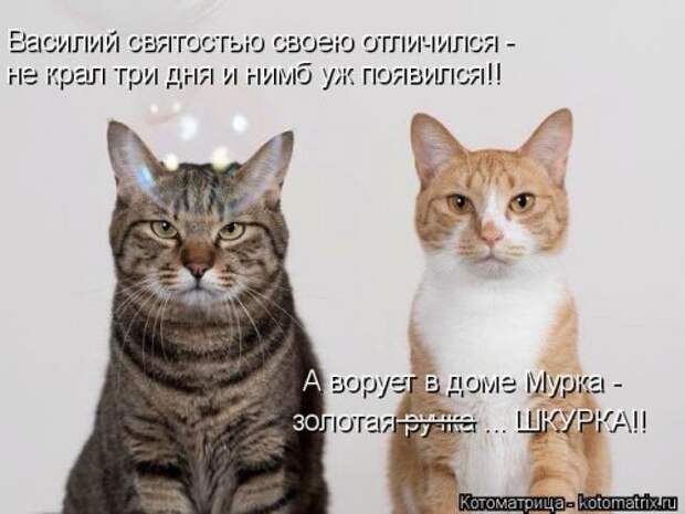 Новые котоматрицы для настроения (32 шт)