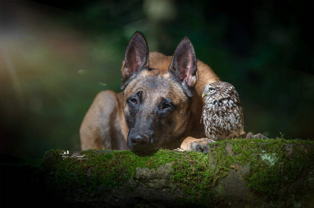 Фотография: Такая милая дружба пса и совушки №3 - BigPicture.ru