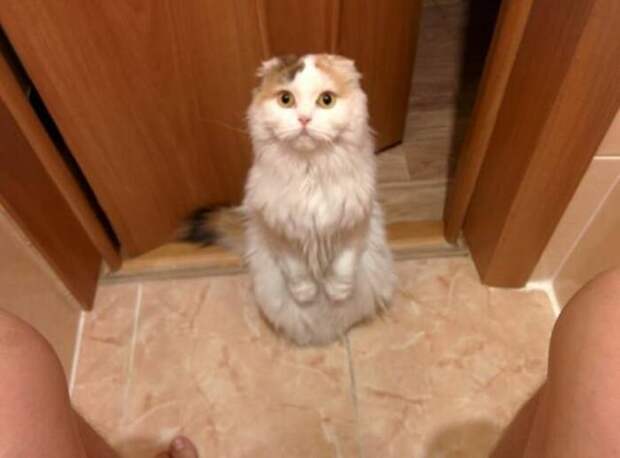 По стойке смирно животные, коты, смирно