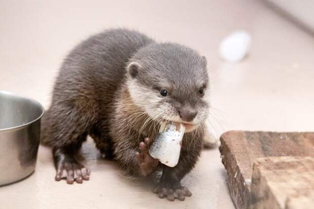 This baby otter who is having a yummy breakfast.