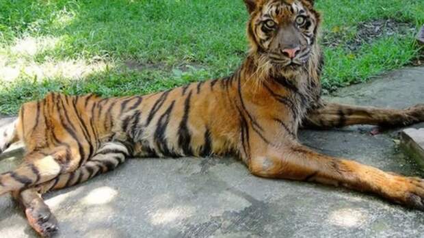 Работник зоопарка кормит тигра смехотворно маленьким кусочком мяса. Это нужно остановить!