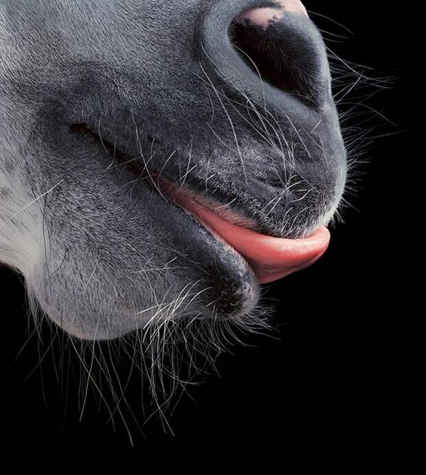 Андалузская лошадь по имени Пико. животные, портрет