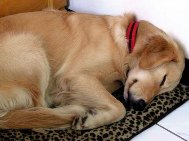 the-dog