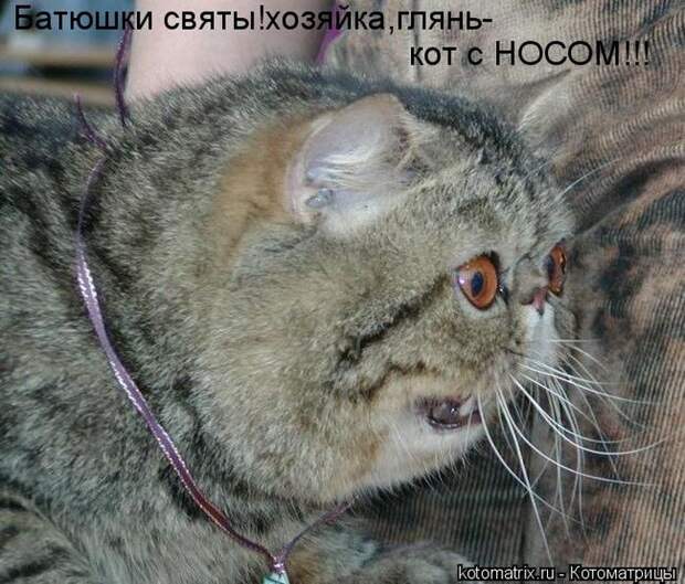 Лучшие котоматрицы недели (50 фото)