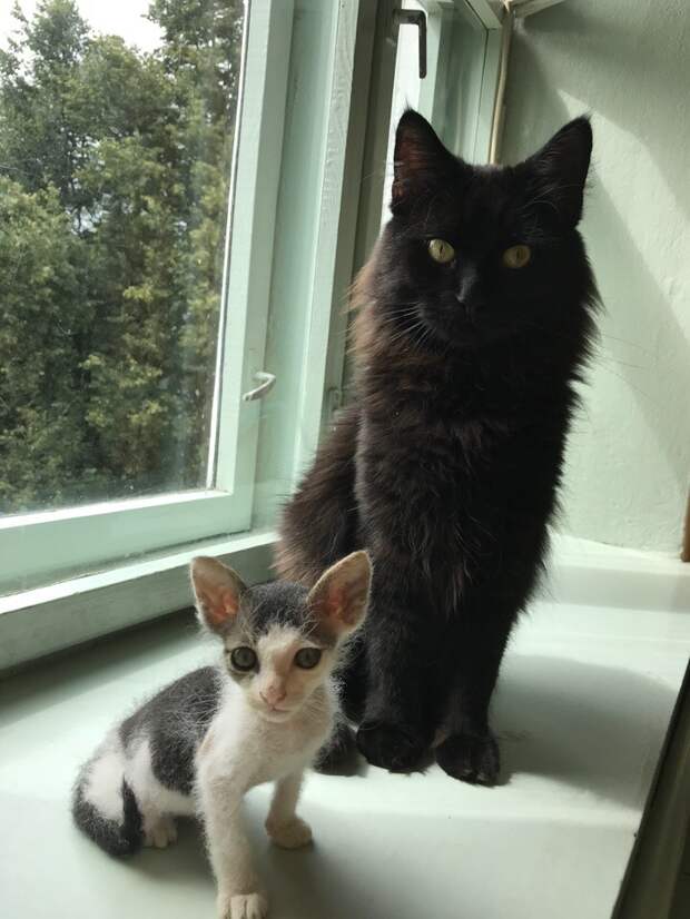 котенок и кошка