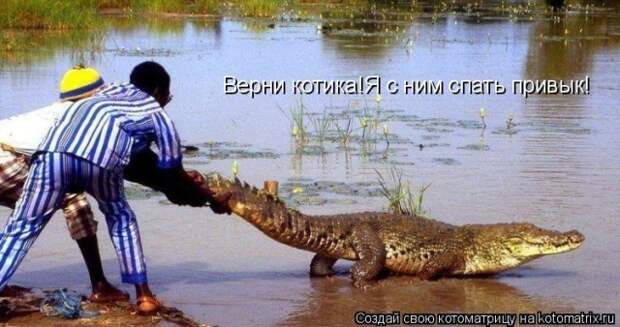 Лучшие котоматрицы недели (50 фото)
