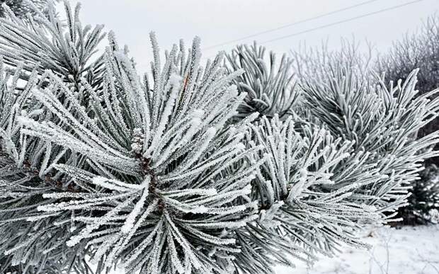 МЧС выпустило предупреждение для рязанцев на 3 февраля из-за мороза в -30°С