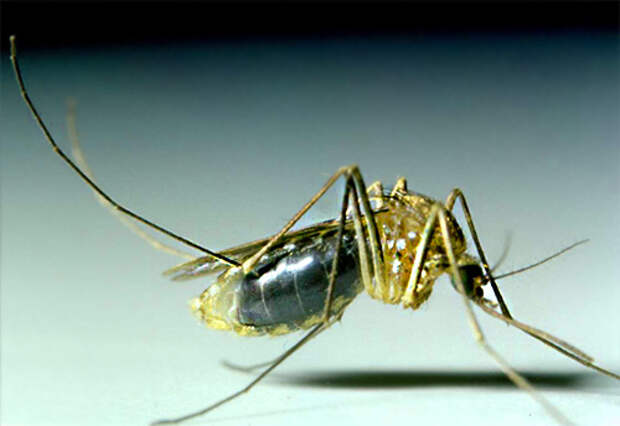 Комары в большинстве случаев в доме долго не живут, а появляются здесь только чтобы напиться крови человека