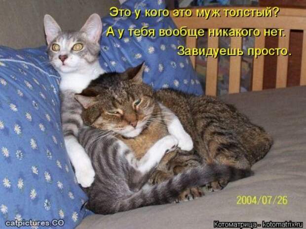 Котоматрица свежак (36 шт)