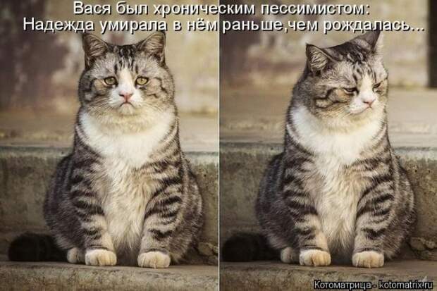 Лучшие котоматрицы недели