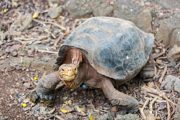 На Галапагосских островах обнаружили восемь тысяч неучтённых черепах
