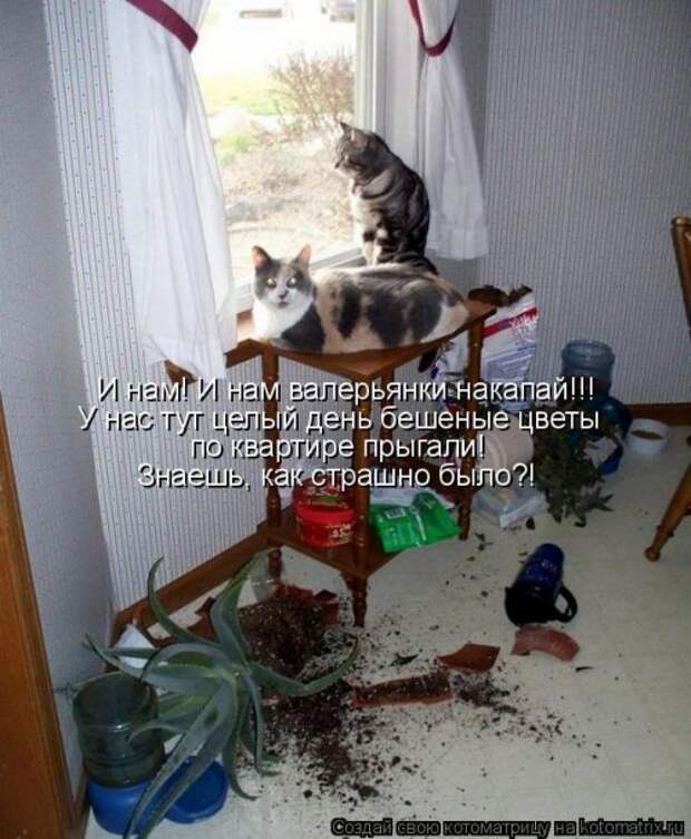 Лучшая котоматрица недели (38 фото)