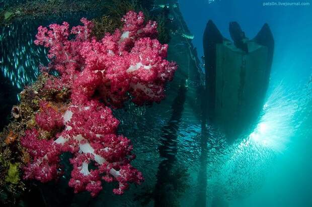 Заповедник Raja Ampat, Западное Папуа, Индонезия, Индийский океан Заповедник Raja Ampat, Западное Папуа, Индонезия, Индийский океан