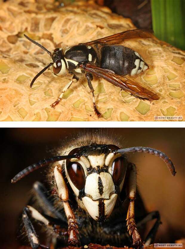 Dolichovespula maculata