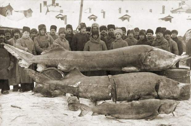 Река Кама, 1915 год.  россия, рыбаки, фото