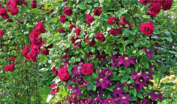 Красочный дуэт плетистой розы английского сорта Crimson Shower и клематиса Victoria выглядит очень ярко.