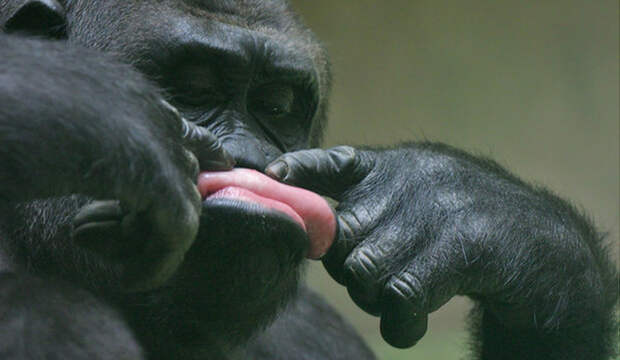 Укро-аппетиты растут: Уже требуют ядерный зонтик от США