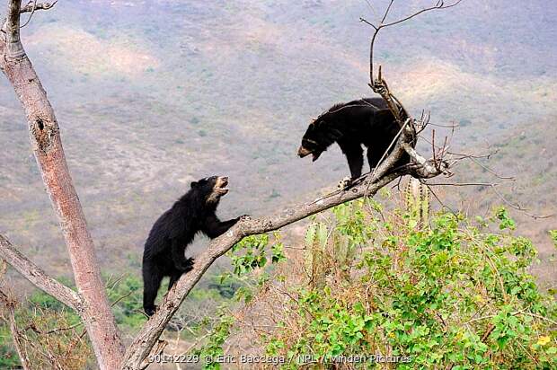 Ничего необычного, просто разборка двух медведей на дереве. 
