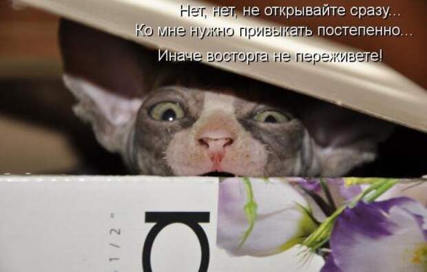 Усатый и хвостатый (котоматрица)