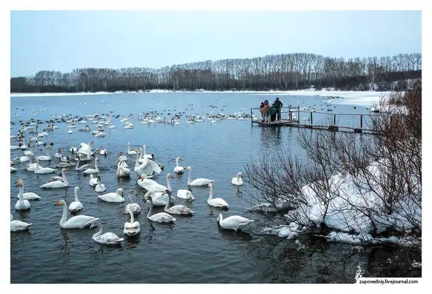 Белые птицы на озере Светлом