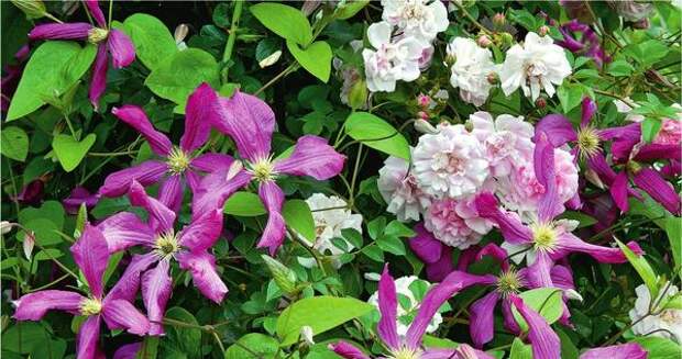Крупные цветки клематиса фиолетового Margot Koster по тону прекрасно сочетаются с ароматными мелкими розочками Guirlande Rose.
