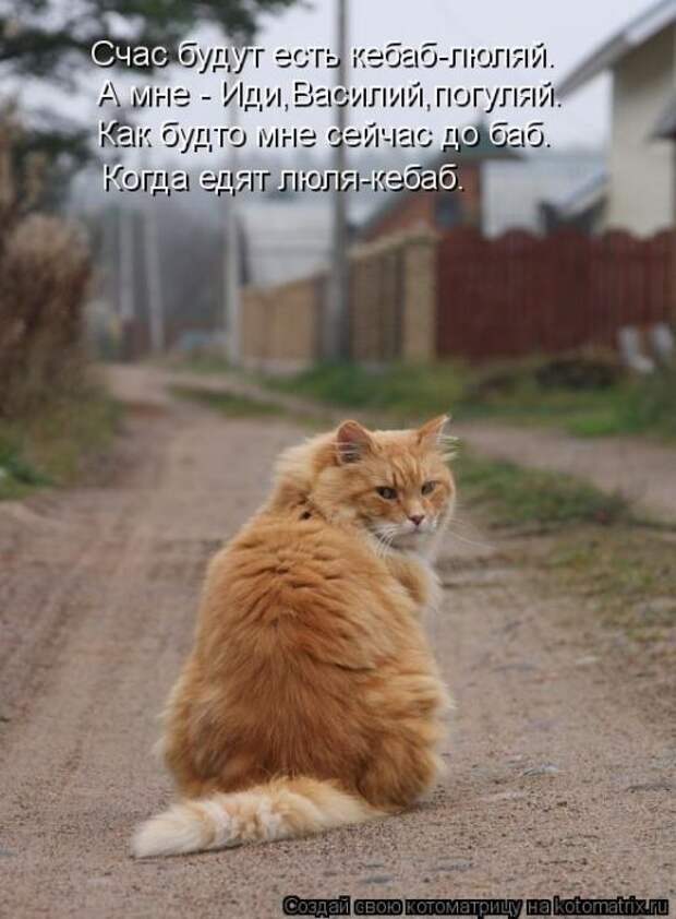 Котоматрицы(картинки с надписями)