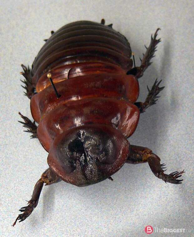 Macropanesthia rhinoceros. CC0