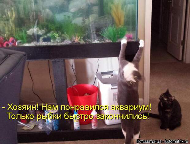 Котоматрица: - Хозяин! Нам понравился аквариум! Только рыбки быстро закончились!