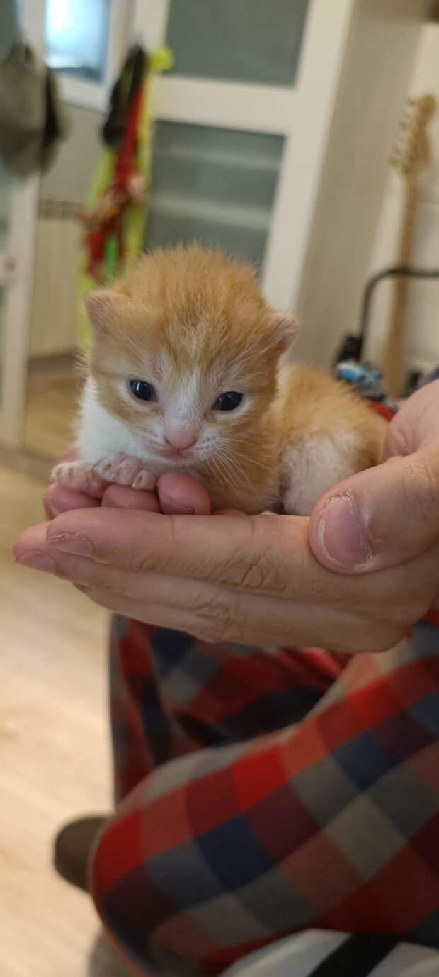 Снимки маленьких котят, в которых просто невозможно не влюбиться