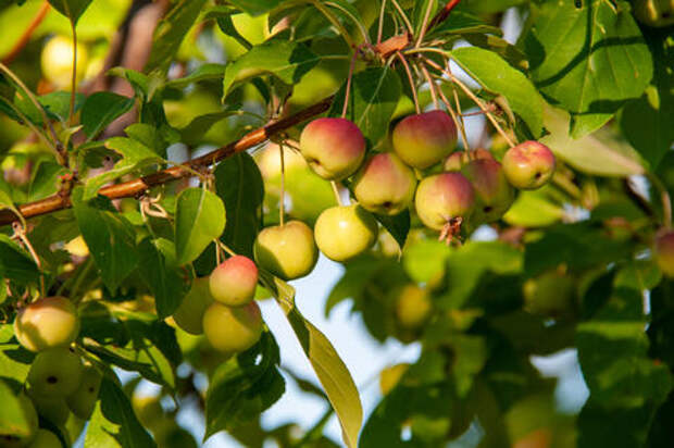 Яблочный край: кубанские аграрии обеспечивают саженцами не только местные сады, но и хозяйства в других регионах