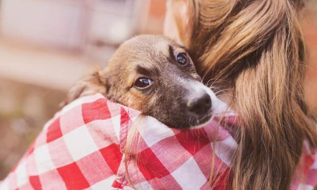 Как приучить собаку к чистке зубов, подсказала ветеринар Левченко
