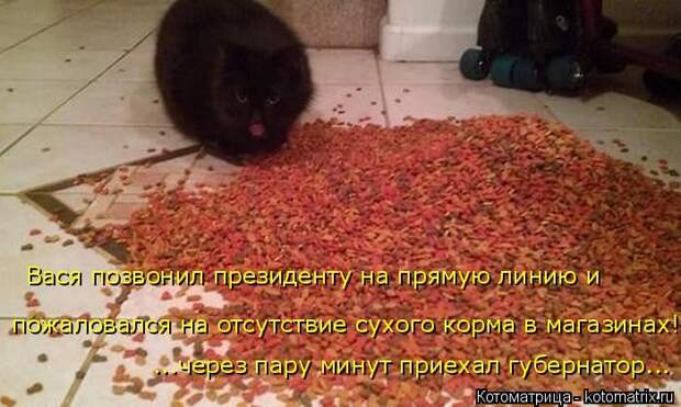 Лучшие котоматрицы недели (50 фото)
