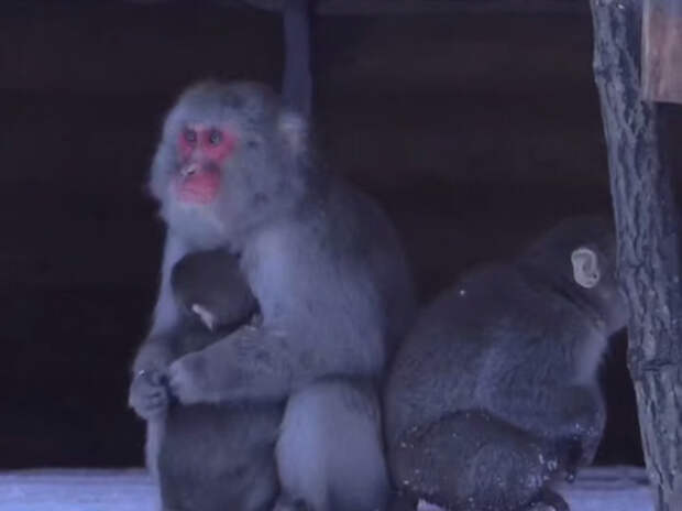 Лензоо: "обнимашки" помогают петербургским макакам пережить холод