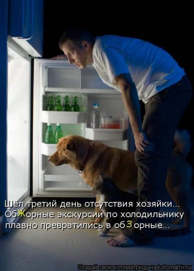 Котоматрицы(картинки с надписями)