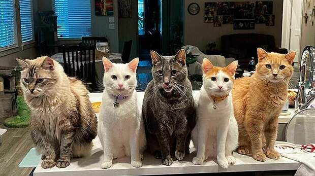 Очень смешные коты, которые собрались на совещание (много фото)