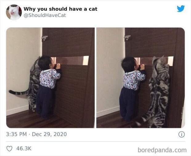 Как котики проникают в наши сердца Как котики проникают в наши сердца