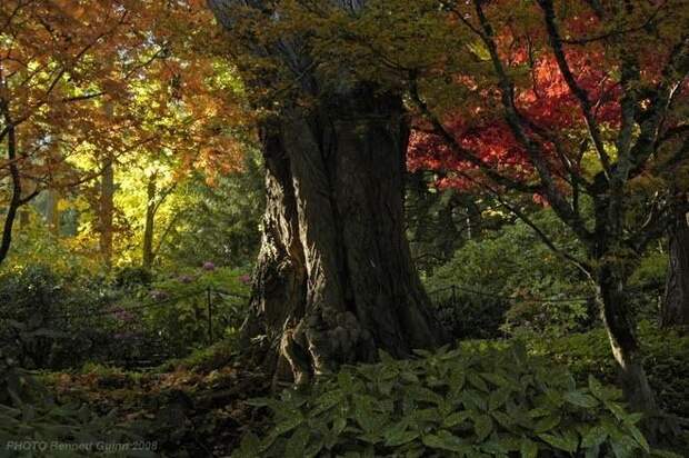 Место чарующее своей красотой и живой природой - The Butchart Gardens. 