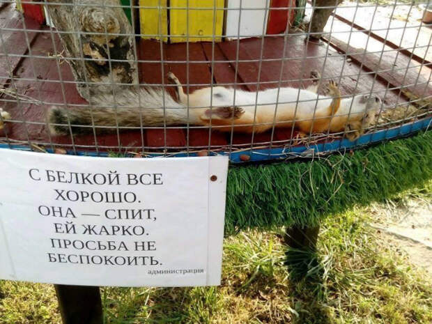 Белка-юмористка. Белка-юмористка.