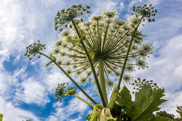 Юрист Гриценко: борщевик не будет считаться основанием для изъятия участка