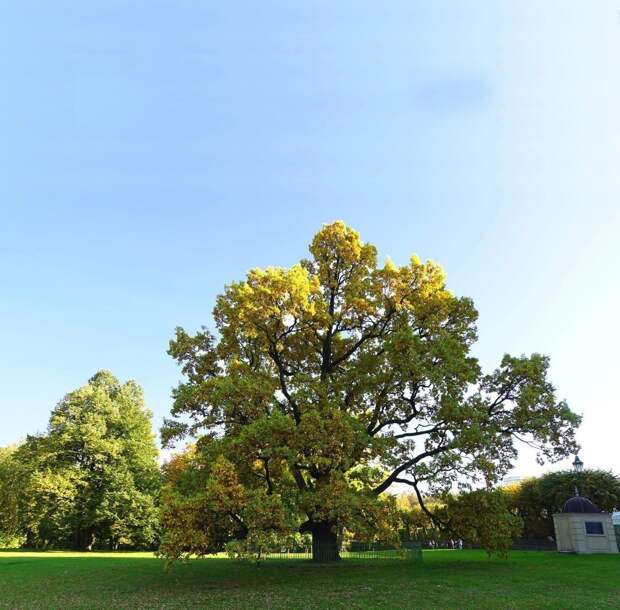 Орловский дуб из Дворцового парка в Гатчине участвует в конкурсе «Российское дерево года»